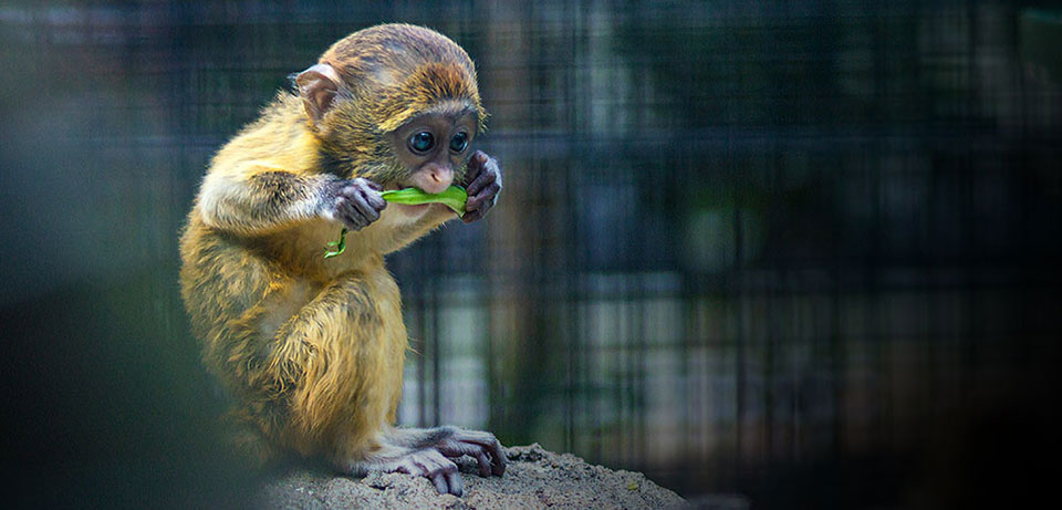 Monkey Eating